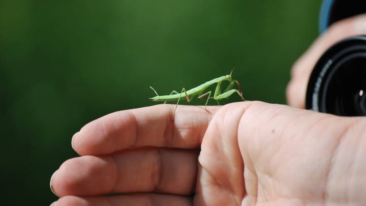 Praying Mantis Landing On You