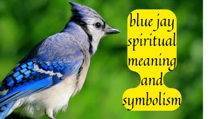 What Does Seeing a Blue Jay Meaning– Blue Jay Symbolism And Spiritual Sign