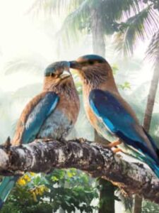 blue jay spiritual meaning Twin flame
