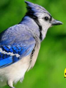 blue jay meaning
