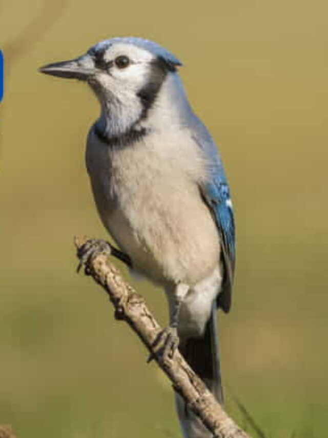 What Does A Blue Jay Symbolize ?
