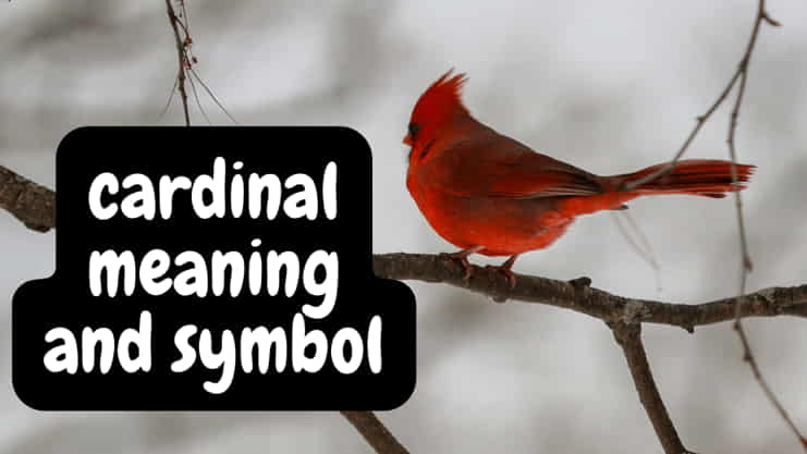What Does Seeing a Red cardinal Meaning And Spiritual Symbol?