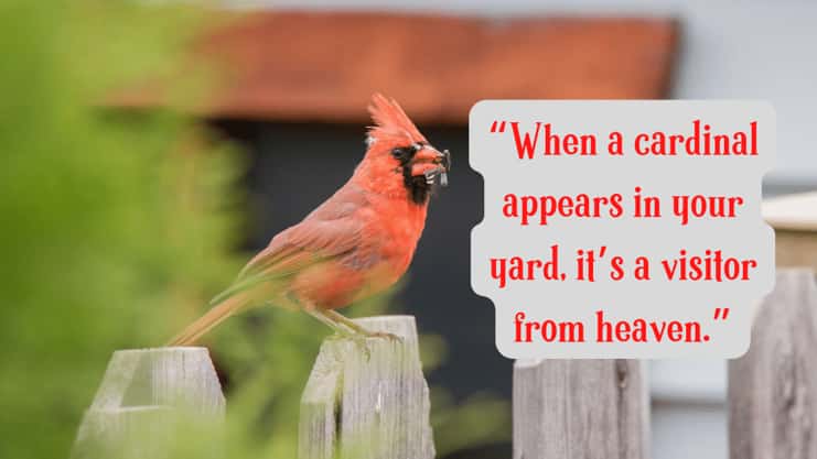 red cardinal meaning