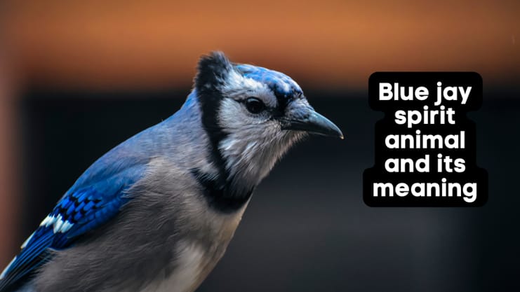 seeing a blue jay meaning