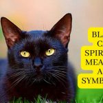 Why You Keep Seeing Black Cat| Black cat spiritual Meaning