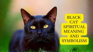 Black cat Spiritual meaning and symbolism