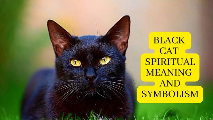 black-cat-spiritual-meaning-and-symbolism