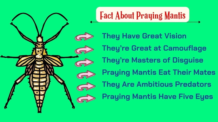 praying mantis meaning