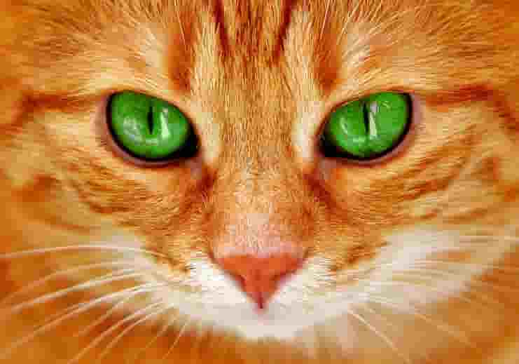 cat green eye meaning