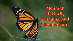 Monarch Butterfly Meaning And Symbolism
