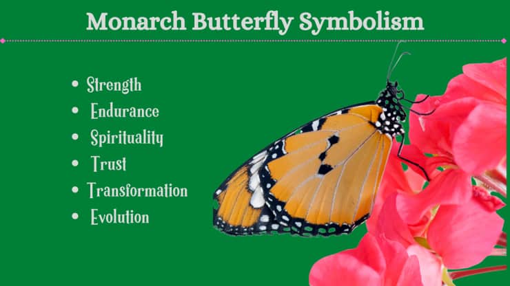 Monarch Butterfly Symbolism