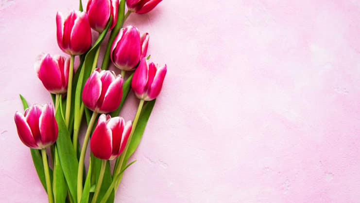 Pink Tulips Meaning