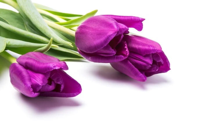 Purple tulips Meaning