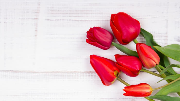 Red Tulips Meaning