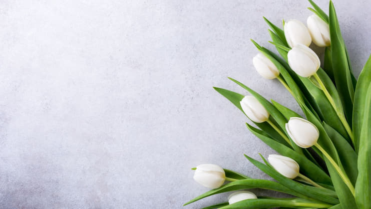 White Tulips Meaning