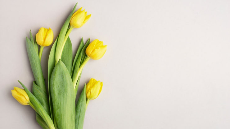 Yellow Tulips Meaning