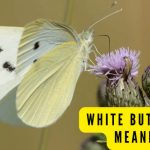 White Butterfly Meaning: What Does It Mean When You See A White Butterfly