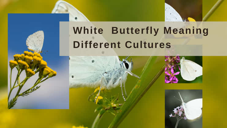 White Butterfly Meaning Different Cultures