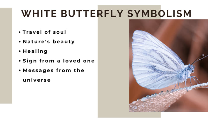 White butterfly symbolism