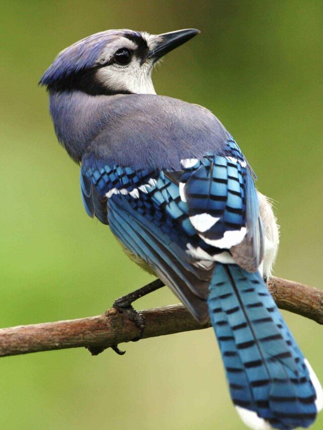 Is Blue Jay A Sign From Heaven?